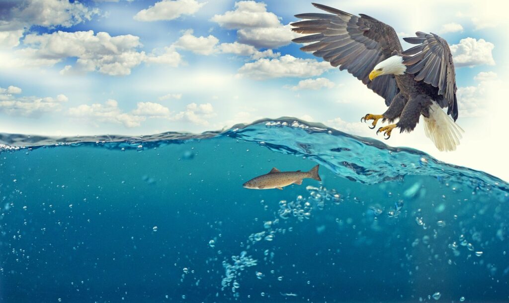 Adler fängt Fisch Die gefährlichsten Orte zum Angeln
