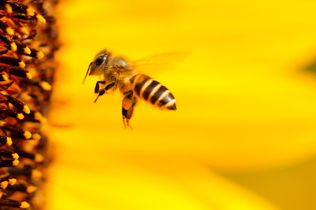 Biene Luft fliegen 7 lustige Bienen Fakten zum Schmunzeln