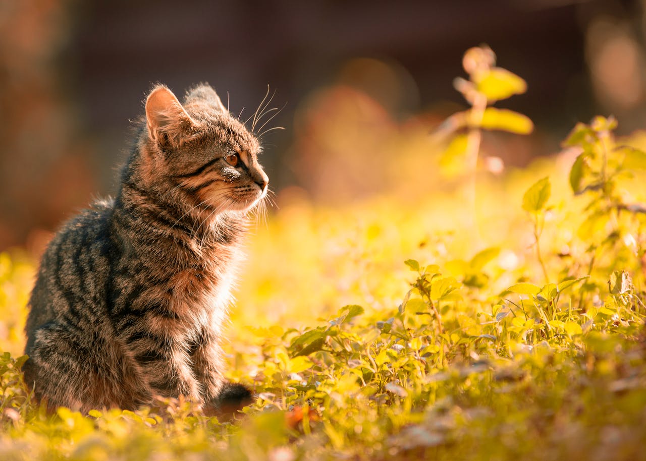 Katze sitzt auf Rasen Was Katzen in der Natur jagen und warum dies wichtig für ihre Ernährung ist