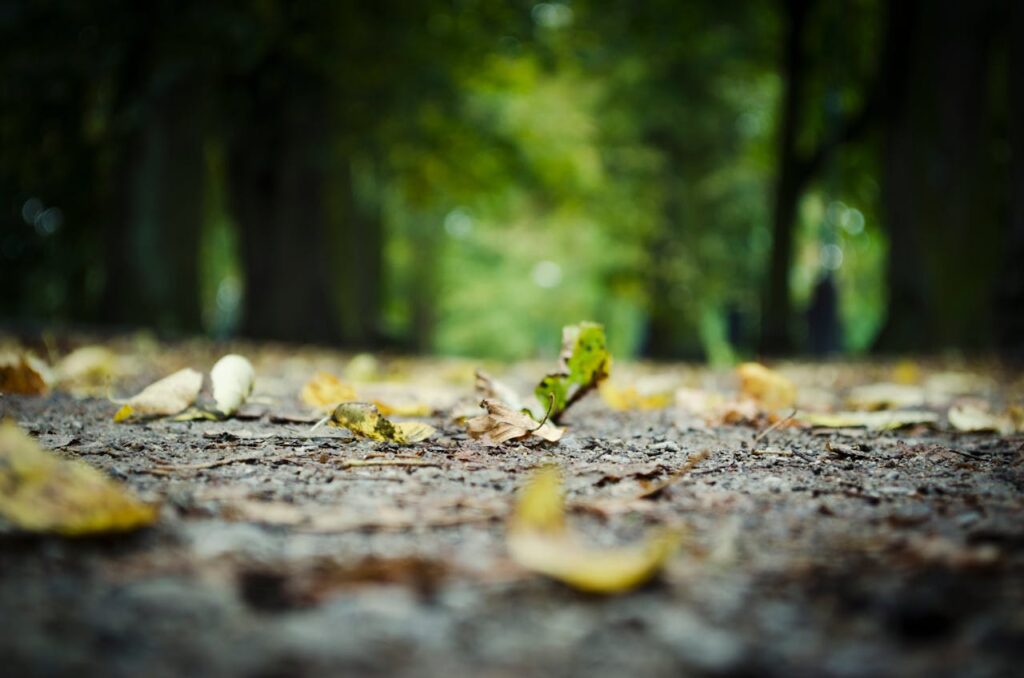 Wald Blätter Boden Fotografie Winkel Zoom selektiver Fokus Naturfotografie lernen Schöne Naturfotos machen