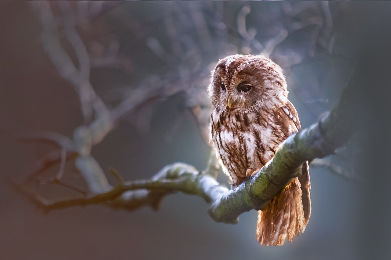 Eule sitzt auf Baum große Augen Niedliche Tiere mit großen Augen Wie süß!