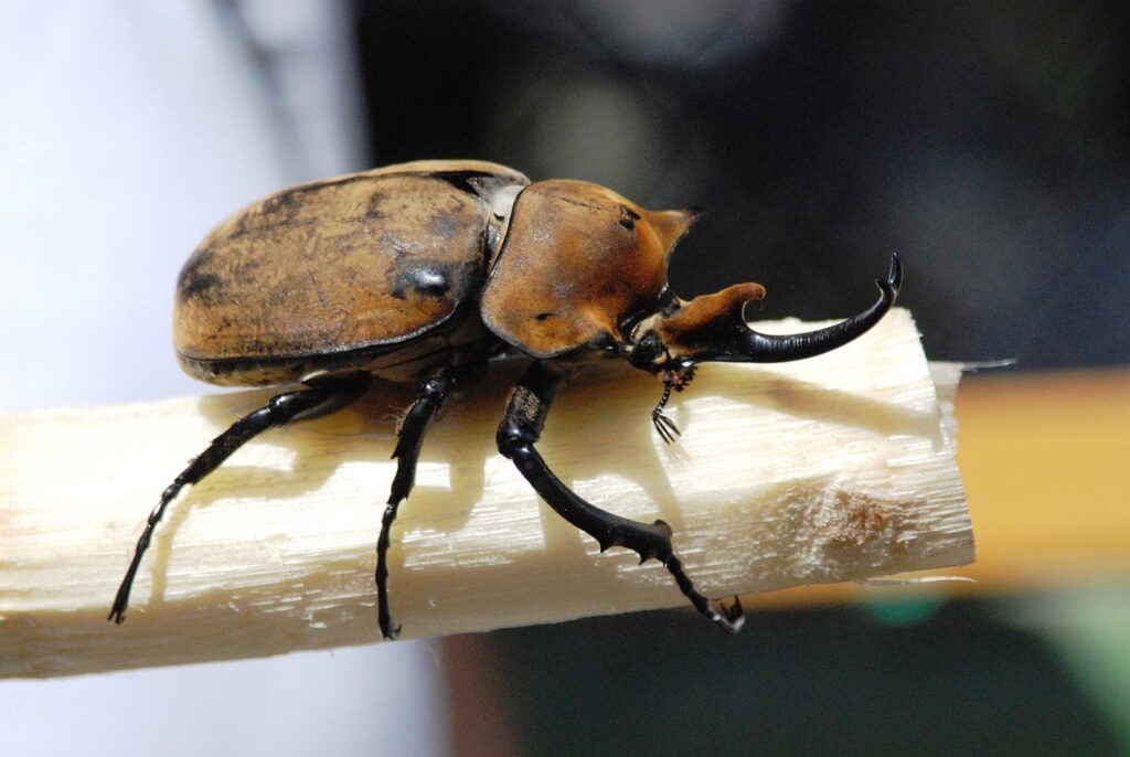 Nashornkäfer sitzt auf kleinem Ast Nashornkäfer Gewicht tragen Wie viel schaffen sie