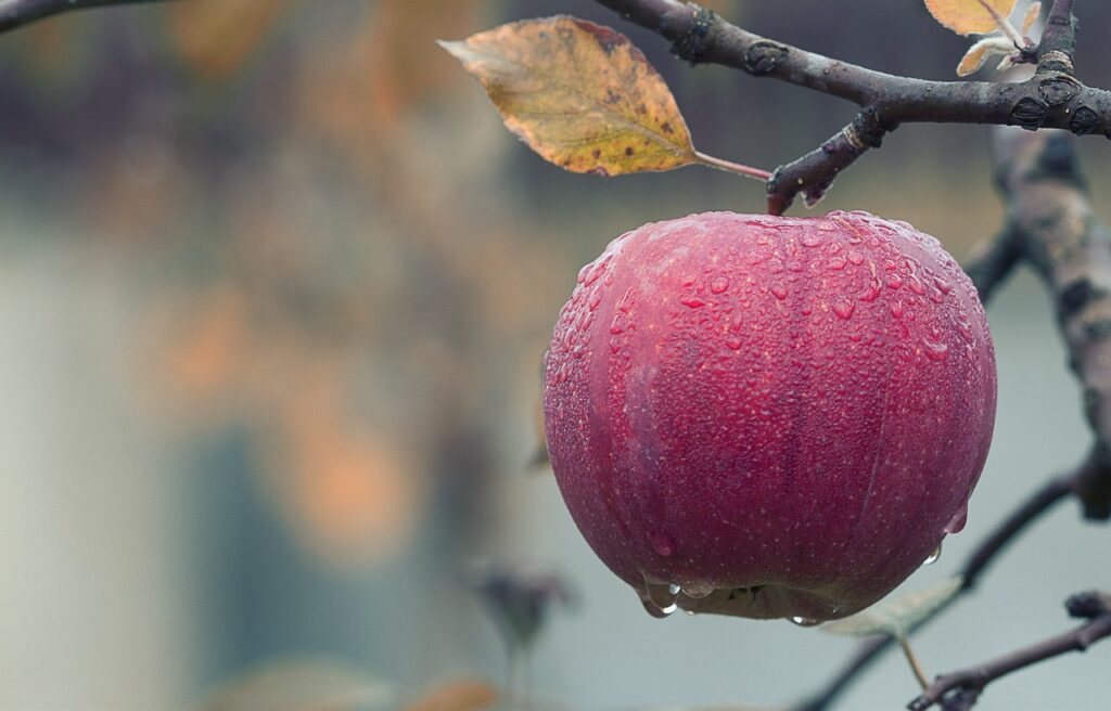 Apfel hängt an einem Baum Wildobst Liste Heimisches Wildobst in Deutschland