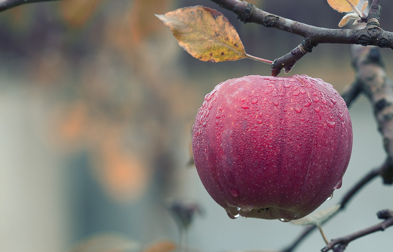 Apfel hängt an einem Baum Wildobst Liste Heimisches Wildobst in Deutschland