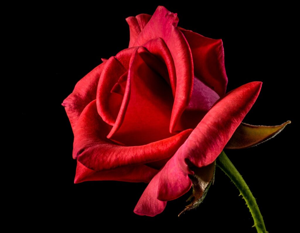 Rose Blüte rot Rose bekommt gelbe Blätter mit braunen Flecken und schwarzen Punkten