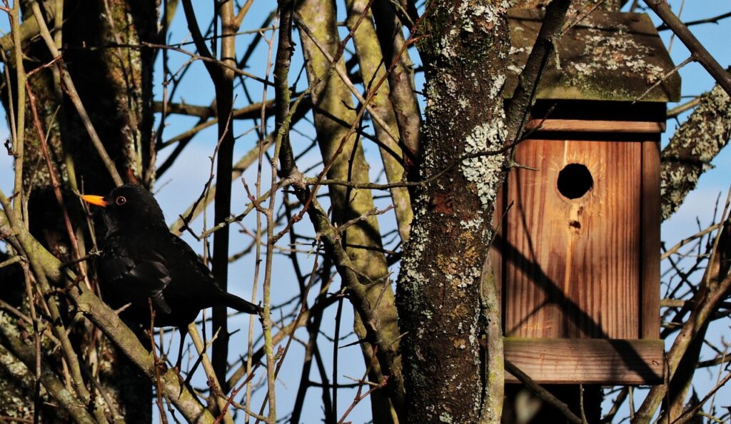 Amsel Vogelhaus Baum Vogelhaus vor Waschbären schützen So klappt es