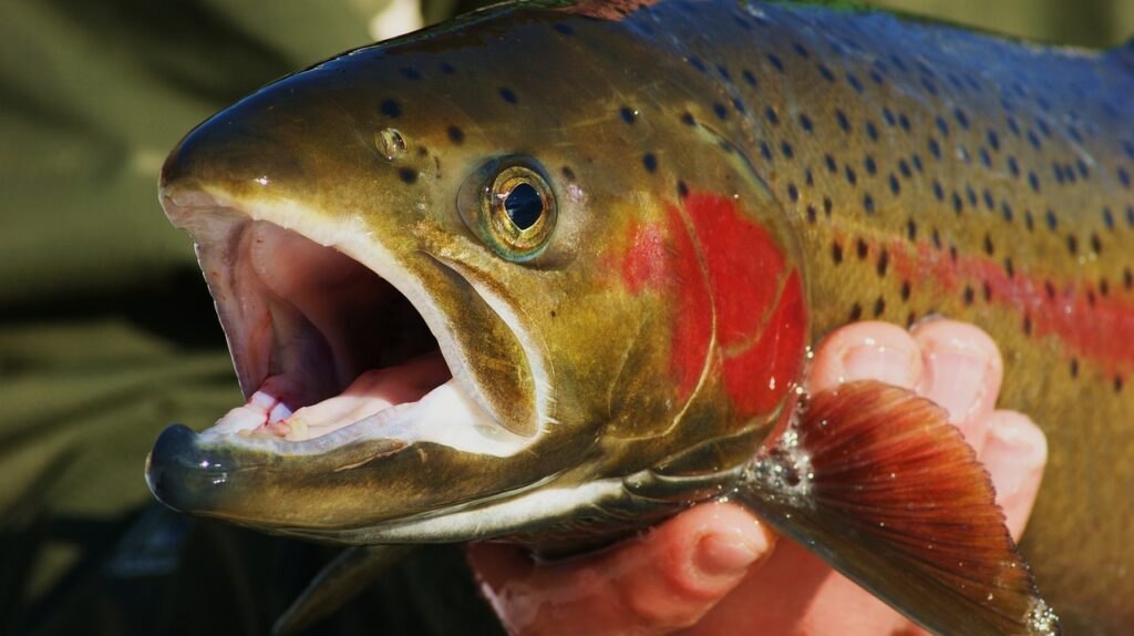 Forelle Angler Forellenköder Neuheiten Forellenköder aus dem Haushalt