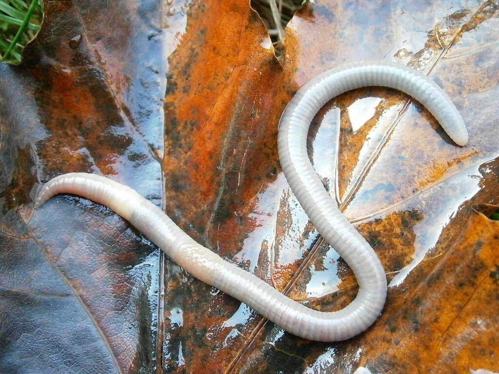 Regenwurm Blatt Warum kommen Regenwürmer bei Regen raus