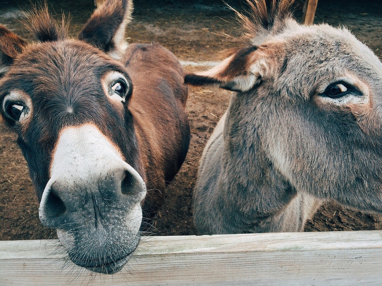 Esel Bauernhof grinsen Können Esel lachen