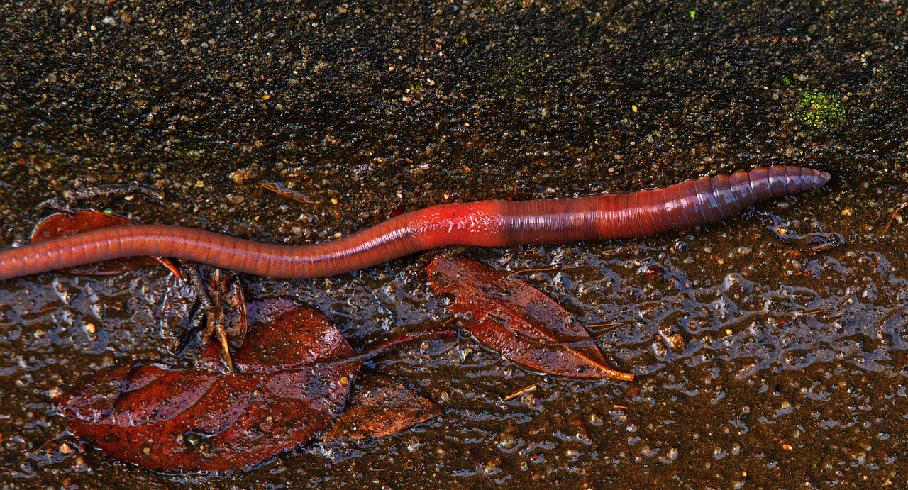 Regenwurm kriecht auf dem Boden Laub Regen Wie zeichnet man einen Regenwurm