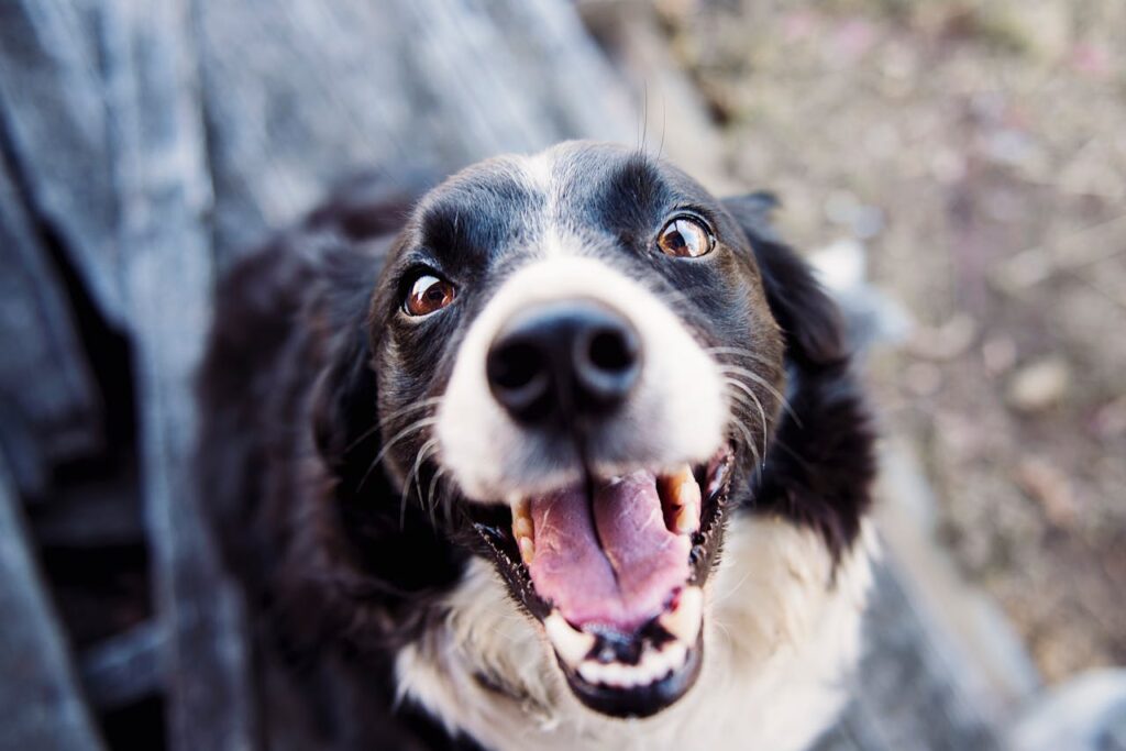 Hund schaut aufgeregt in die Kamera Geschmack bei Hunden Wie entwickeln sie ihr Lieblingsessen