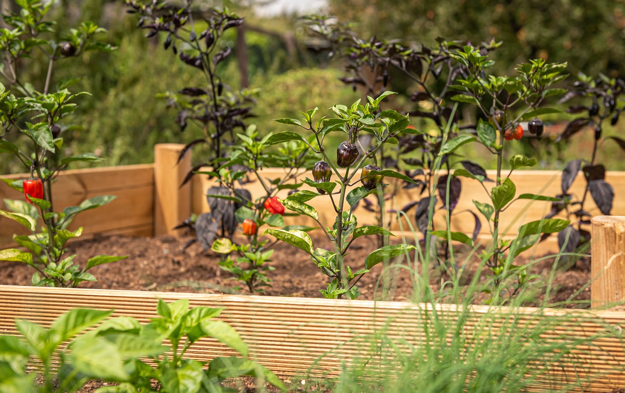 bepflanztes Hochbeet im Garten Eigenbau Ertragreiche Ernte trotz schlechtem Boden, das ist mit einem Hochbeet möglich