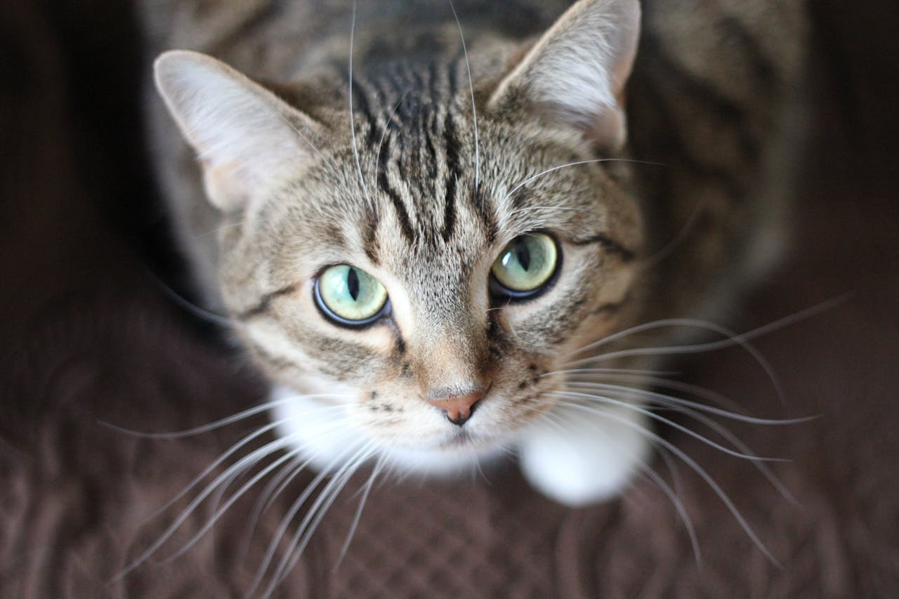 Katze zu Hause niedlich Katze geht durch Katzenklappe raus aber nicht rein