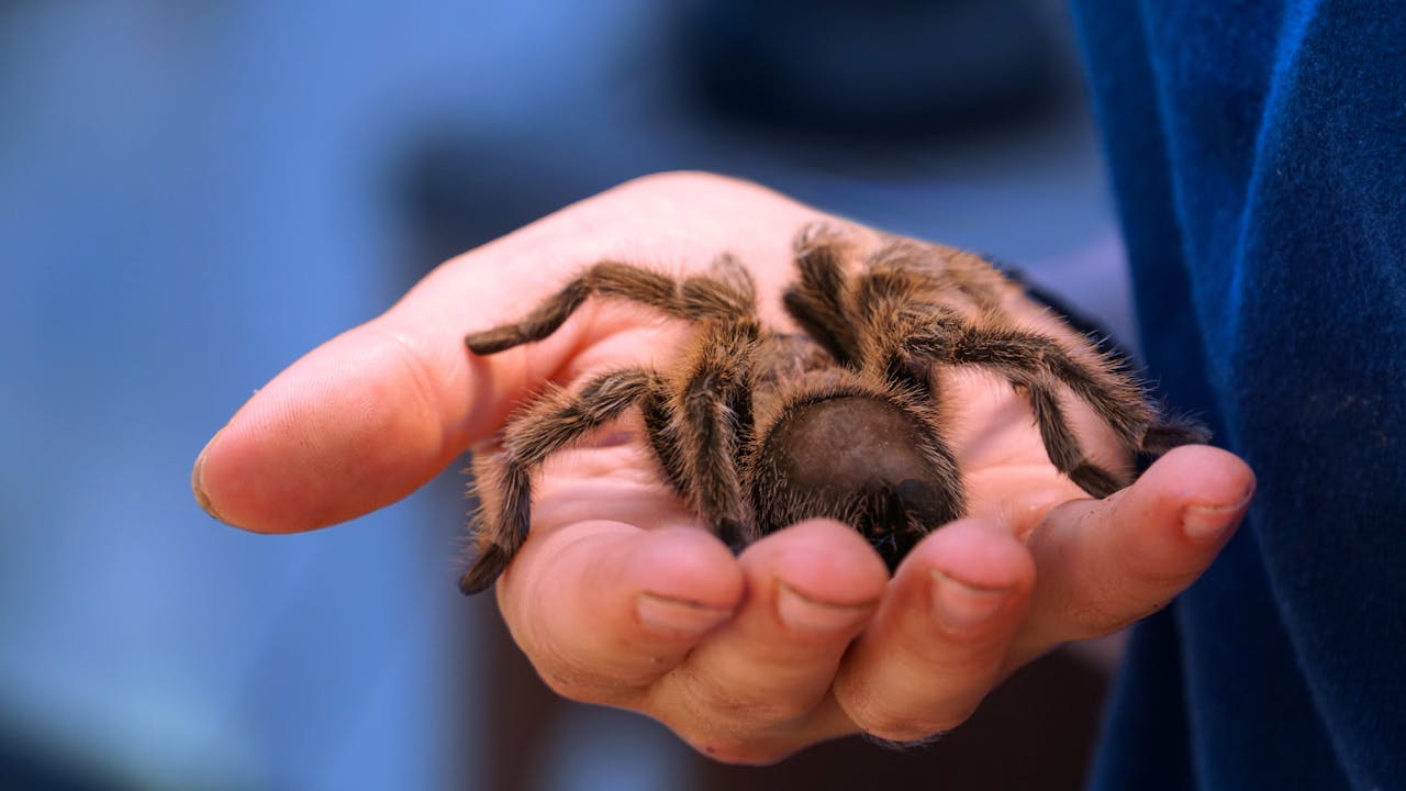 kleine Vogelspinne auf der Hand Zwergvogelspinnen Arten Zwergvogelspinnen für Anfänger erklärt