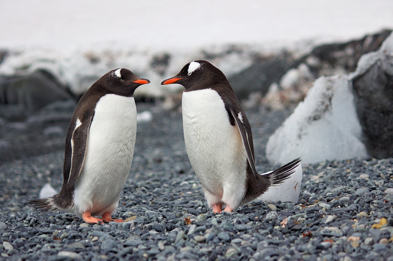 zwei Pinguine blicken sich an Können Pinguine rückwärts laufen