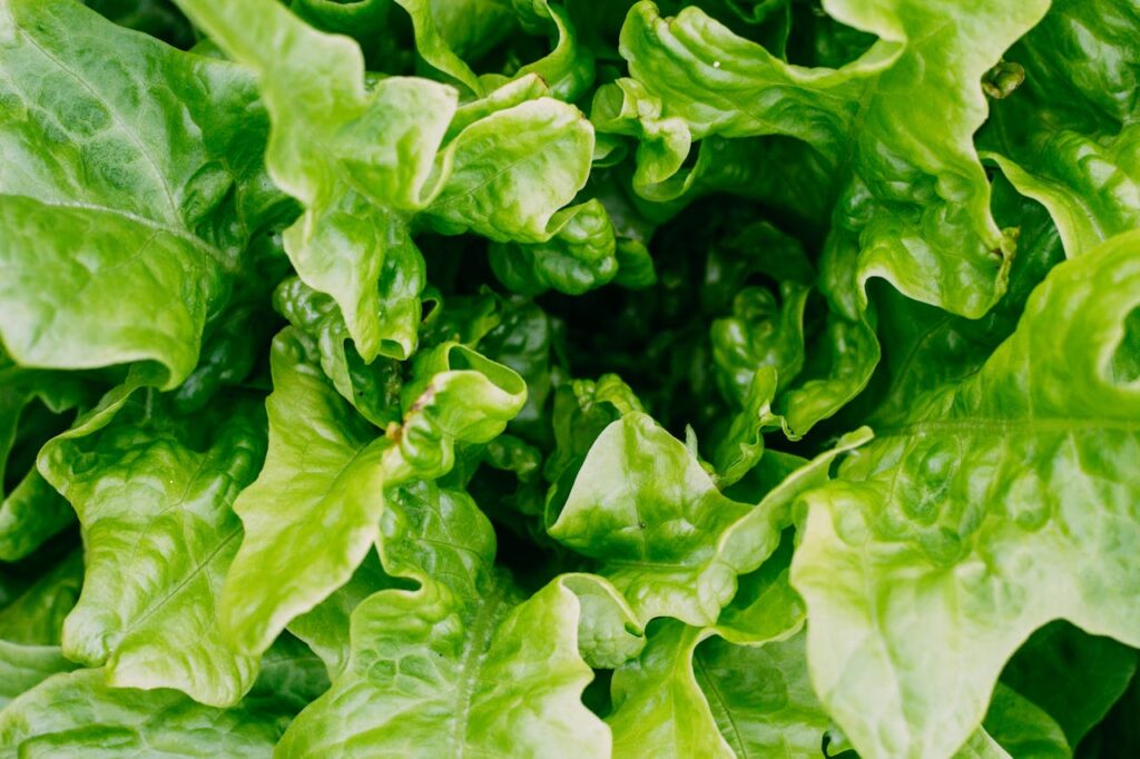 Salat grün Garten Hochbeet Salat wächst nicht Mögliche Gründe