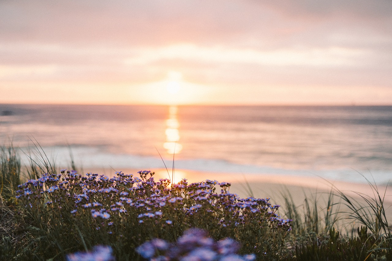 Blumenbeer am Meer Sonne herbstlich Blumenbeet winterfest machen