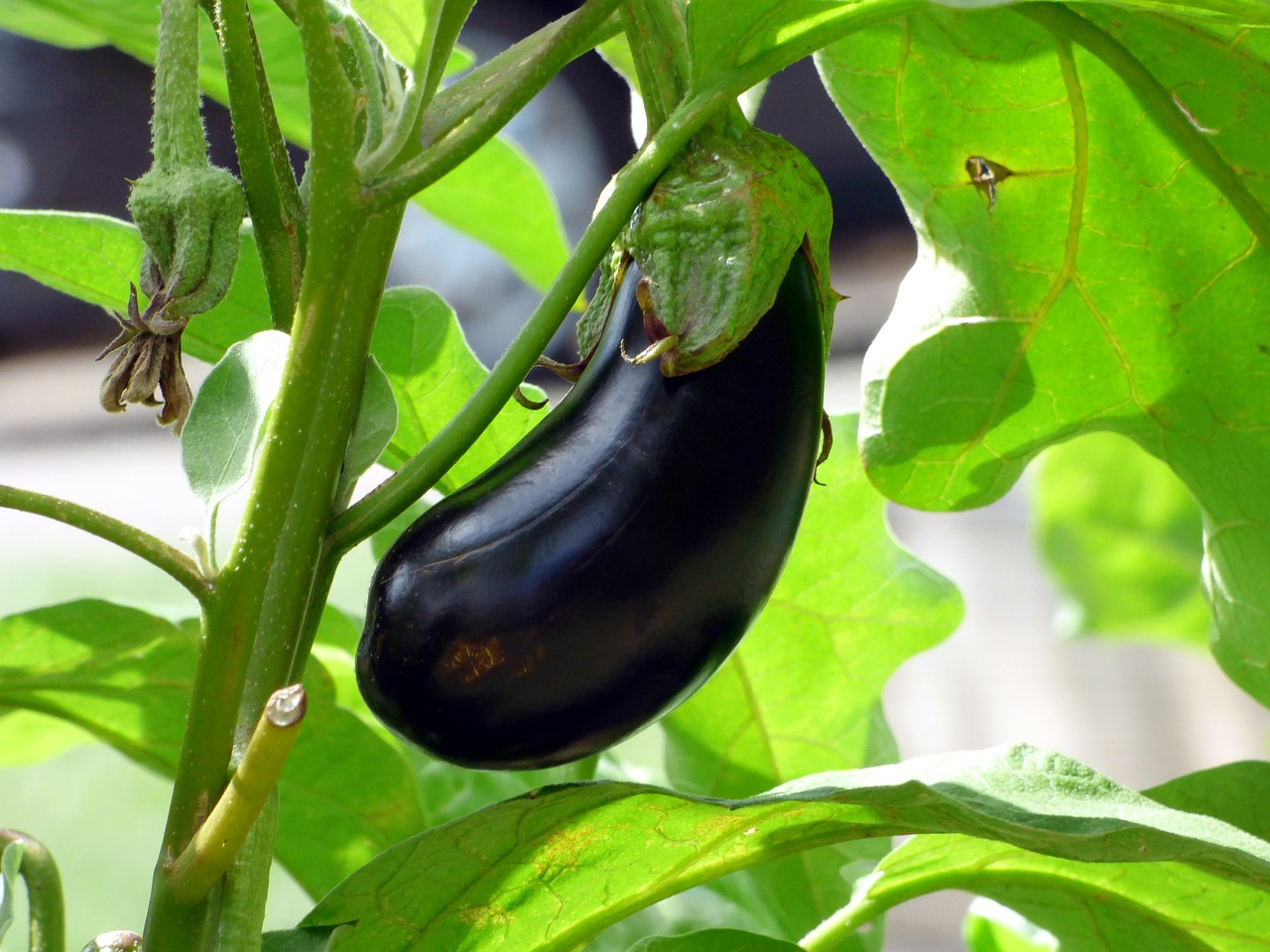 Aubergine wächst Auberginenanbau Gewächshaus oder Freiland