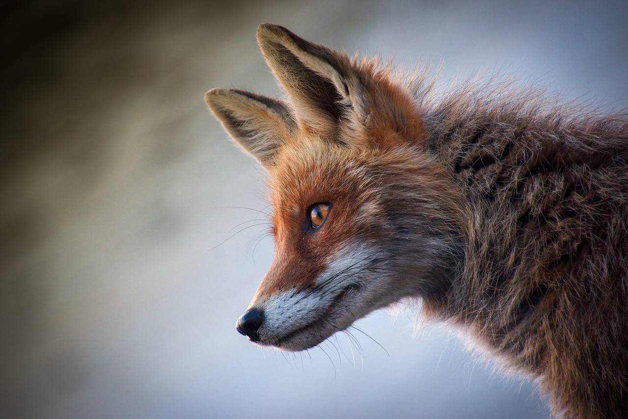Fuchs Nahaufnahme seitlich Die seltensten Fuchsarten der Welt Seltene Füchse