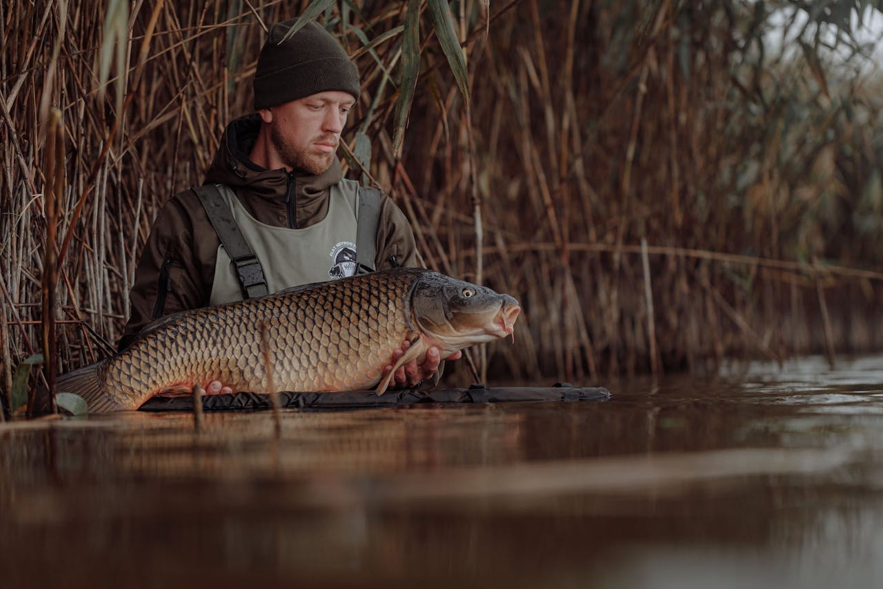 Mann angelt einen Karpfen am See Schilf Die besten Karpfenruten unter 100 Euro Top-Modelle für Angler mit kleinem Budget