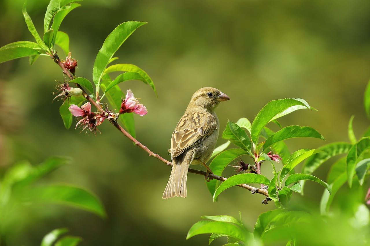 niedlicher Vogel sitzt auf einem Ast Naturbeobachtung neu gedacht – Technik trifft Umweltbewusstsein