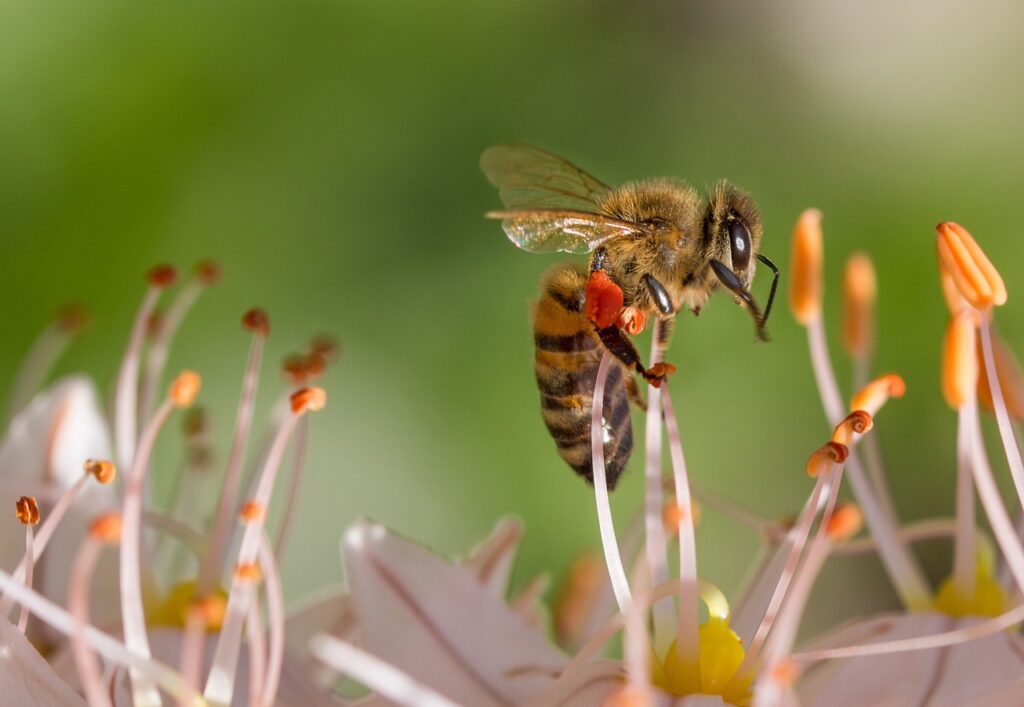 Biene sammelt Pollen Wildbienen im Garten ansiedeln – so gelingt es