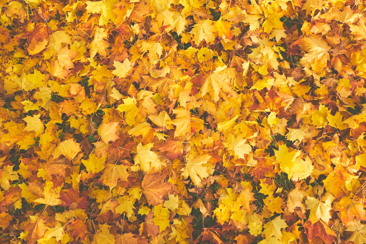 Laub Blätter Orange Herbst Warum liegen gebliebenes Laub wichtiger ist als perfekt gemähter Rasen