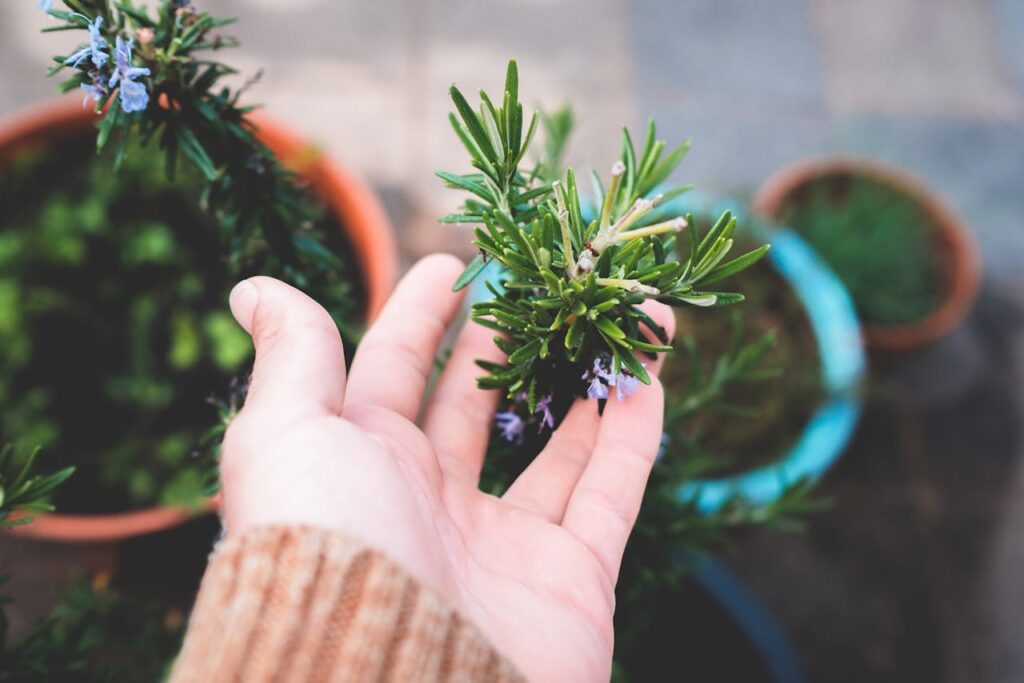 Rosmarin anpflanzen pflegen Rosmarin vermehren – Tipps und Tricks