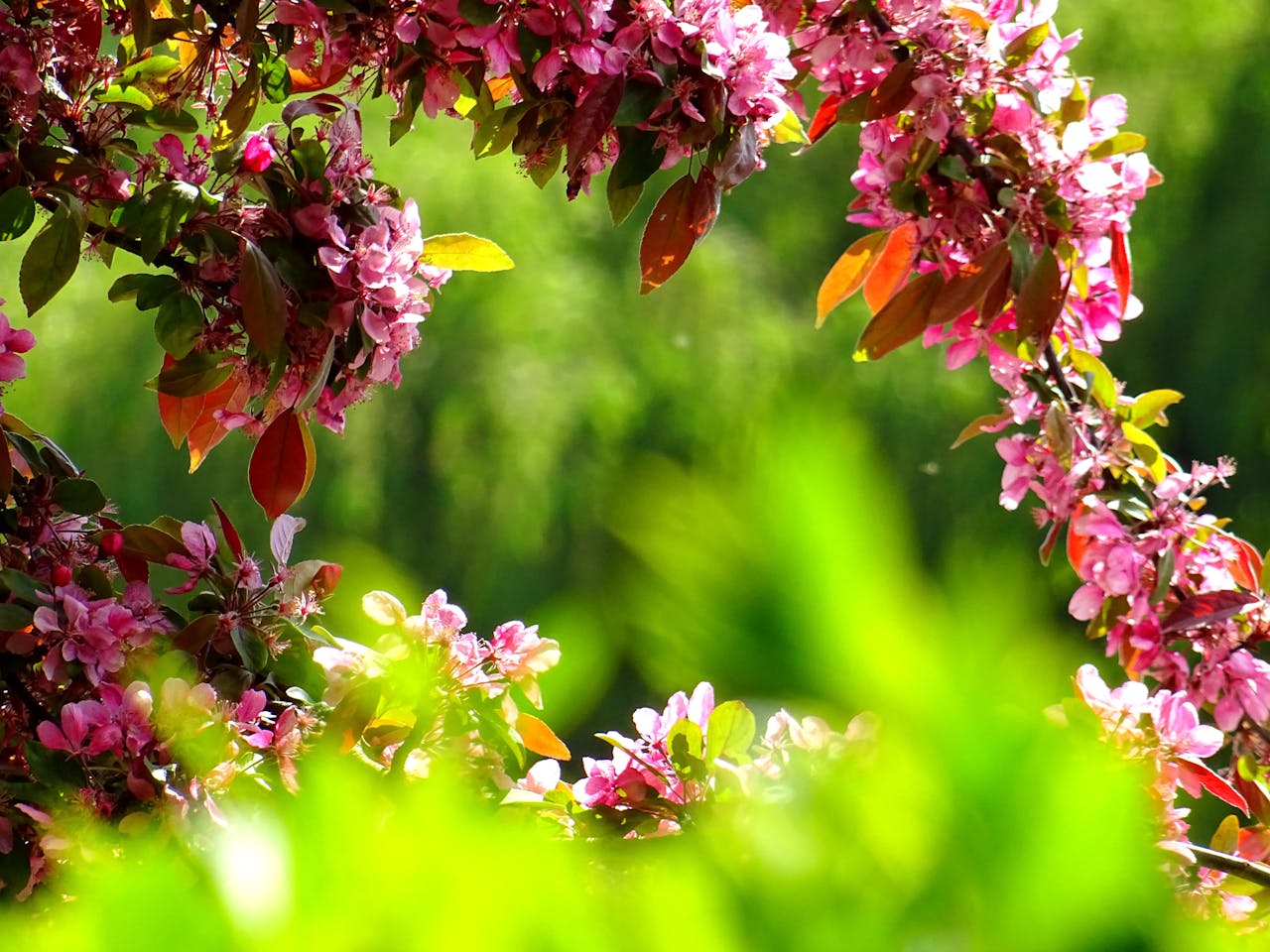 Garten Blätter Blüten Sonnenlicht Die Wunder der Natur im eigenen Garten entdecken