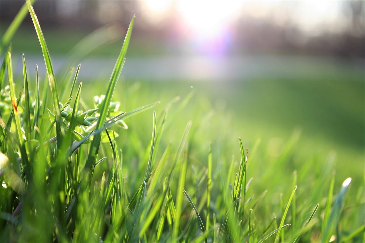 Garten Gras Sonnenstrahlen Verwilderten Garten neu gestalten – Schritt für Schritt zum Traumgarten
