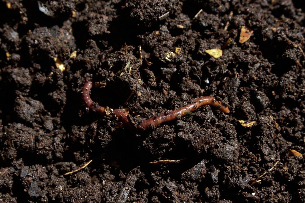 Regenwurm in der Gartenerde Regenwürmer im Garten – ihre wichtigen Funktionen
