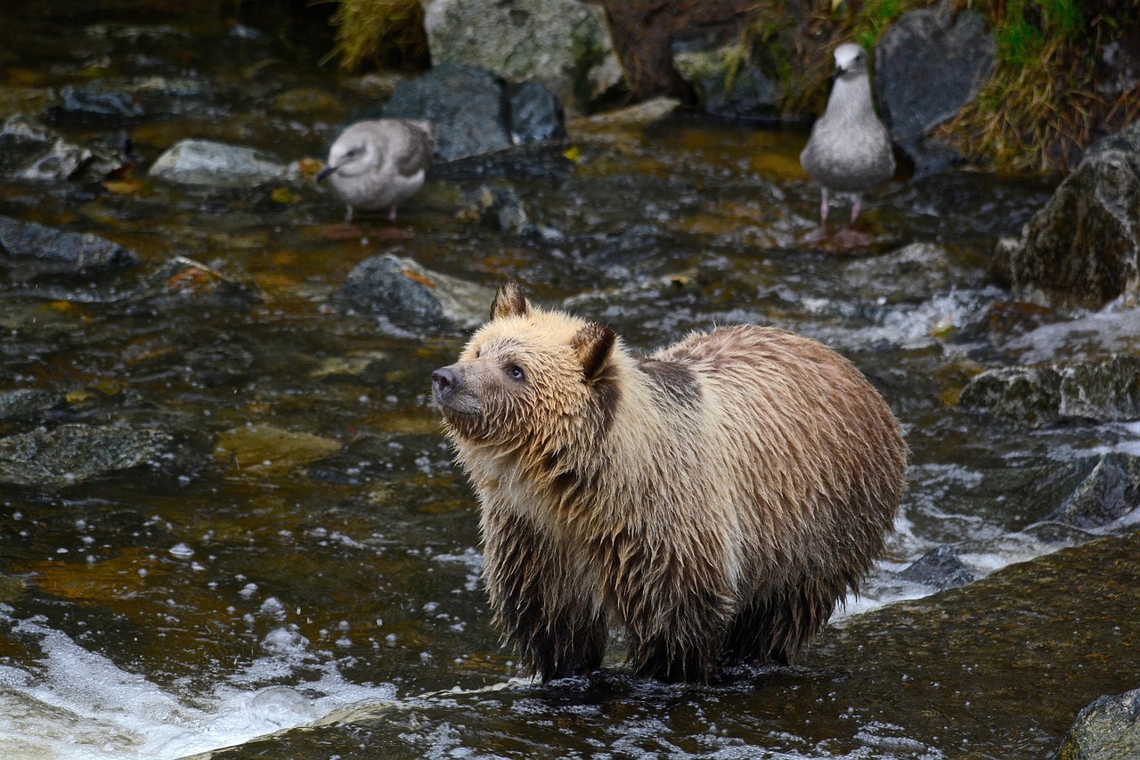 junger Grizzlybär im Wasser Größenvergleich Bären und Menschen